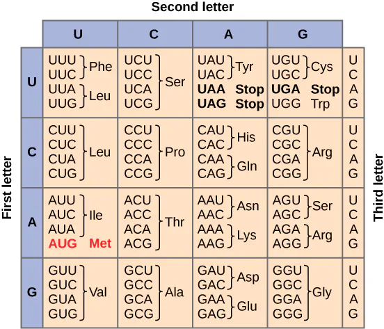 Codon table mapping RNA base triplets to amino acids
